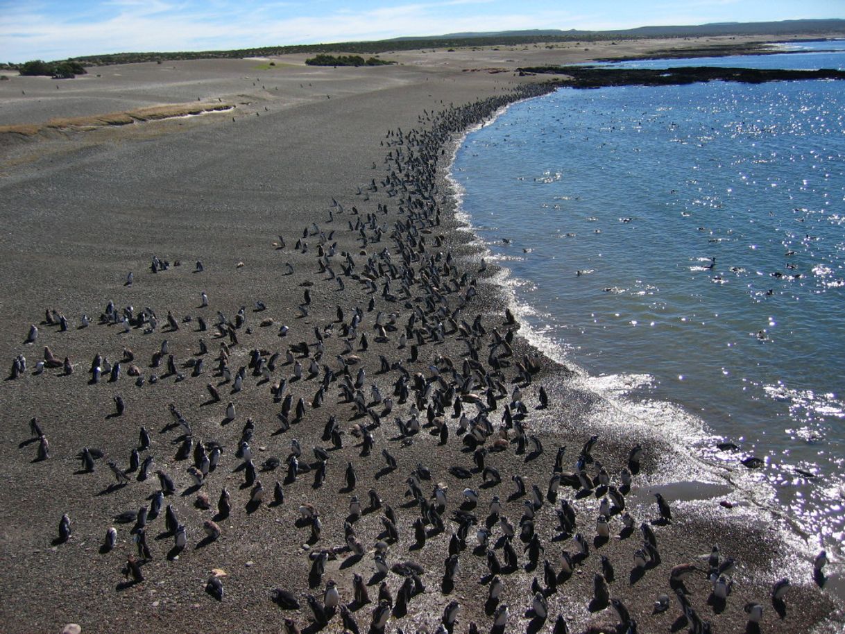 Place Puerto Madryn