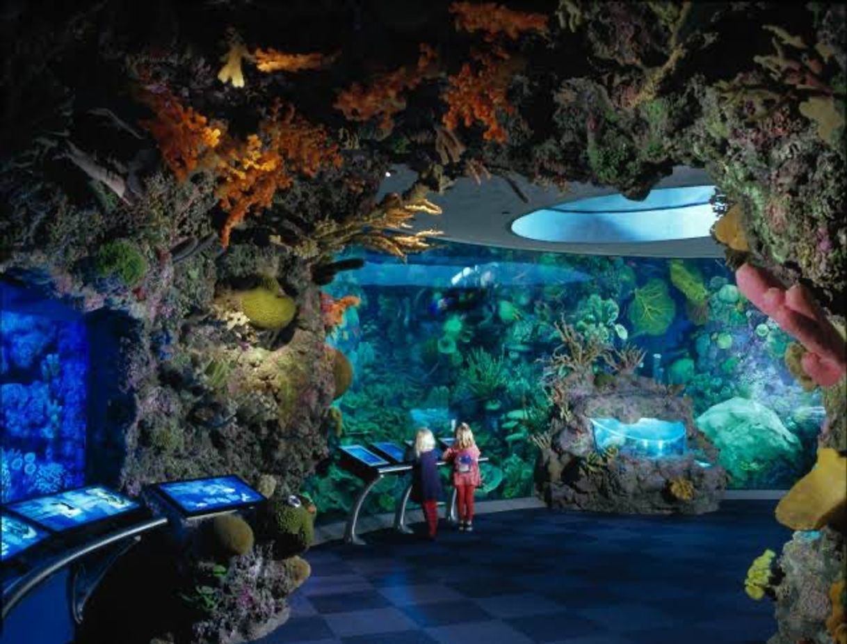 Lugar Shedd Aquarium