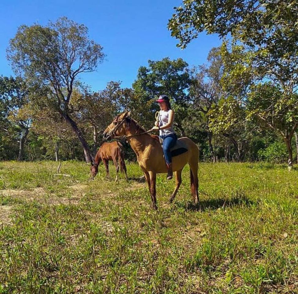 Fashion Amor em 4 patas 🐴❤️