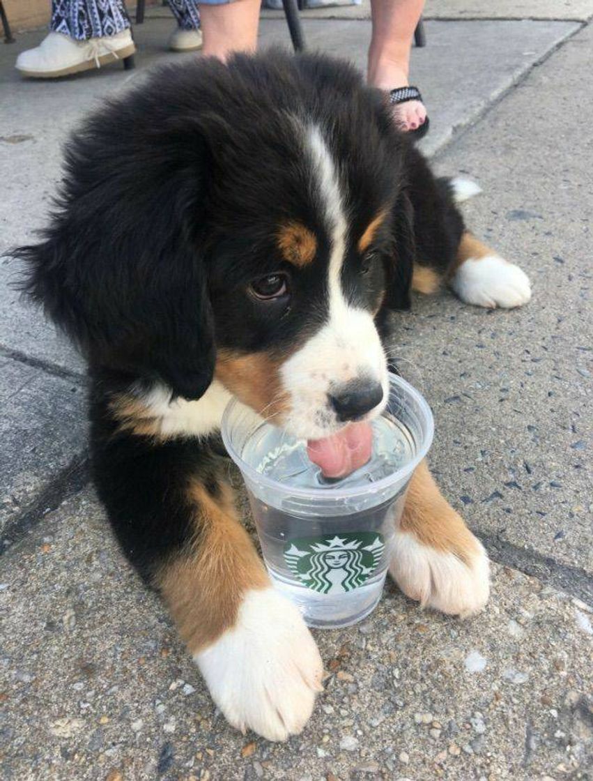 Moda Cachorrinho bebendo água