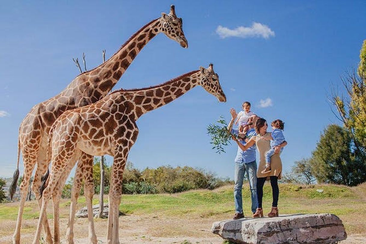 Lugar Africam Safari