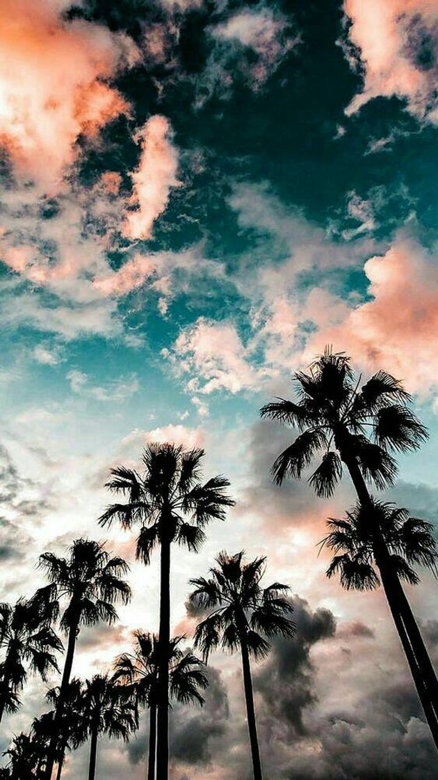 Social Paisagem
