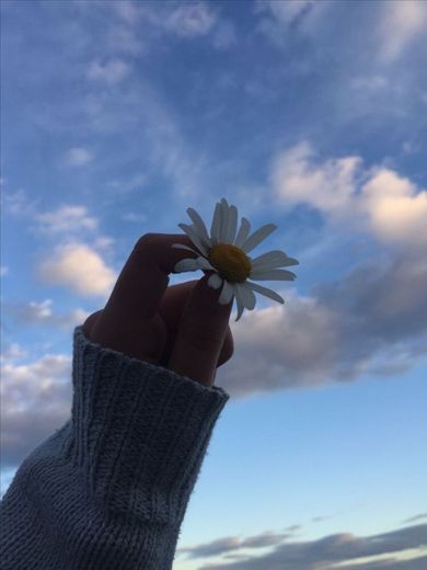 🌼