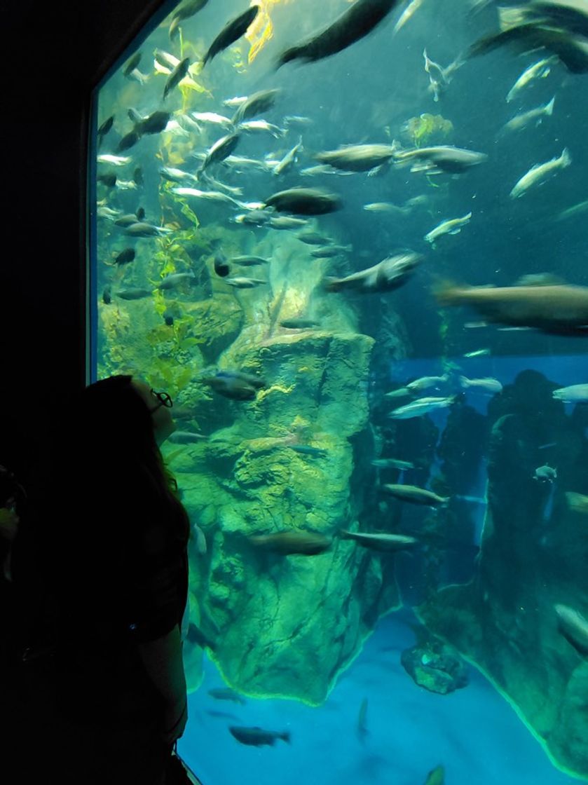 Lugar Osaka Aquarium