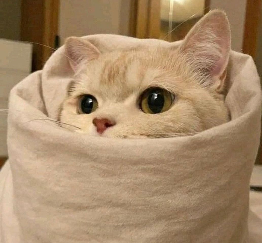 Social Cat