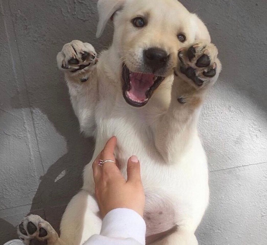 Social Doguinho