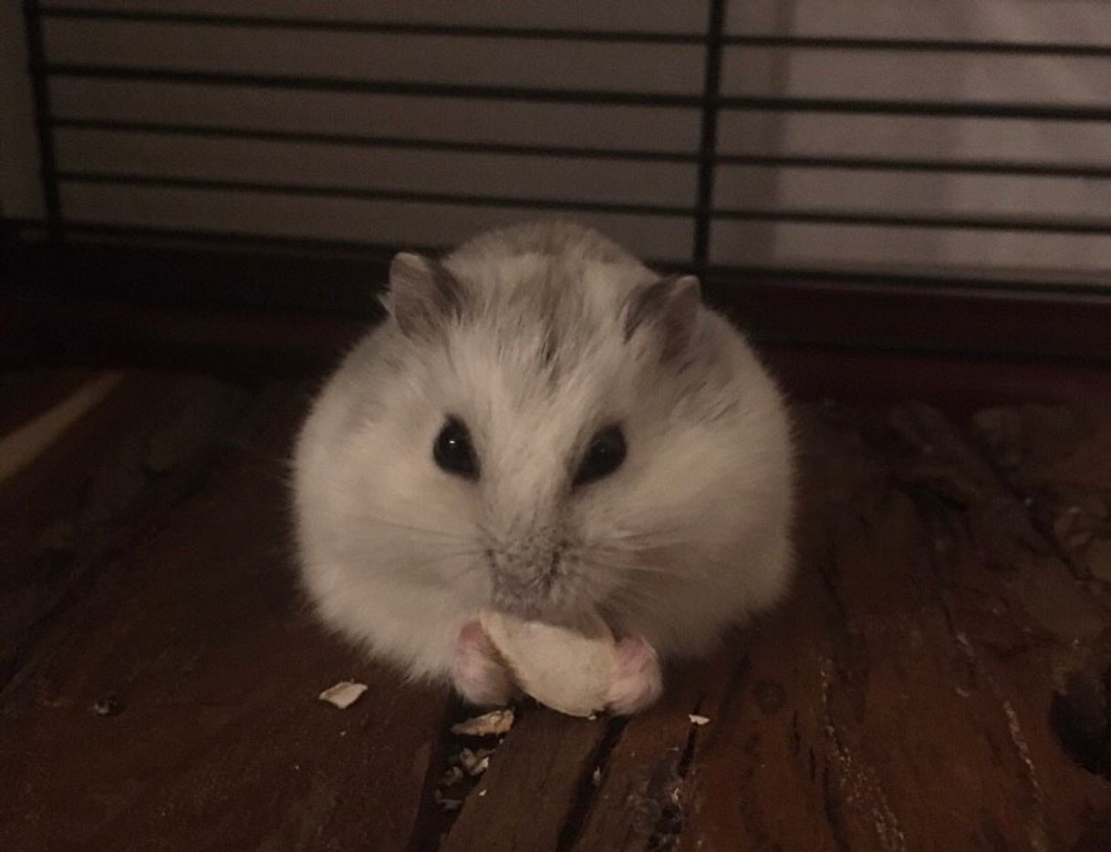 Social Hamster