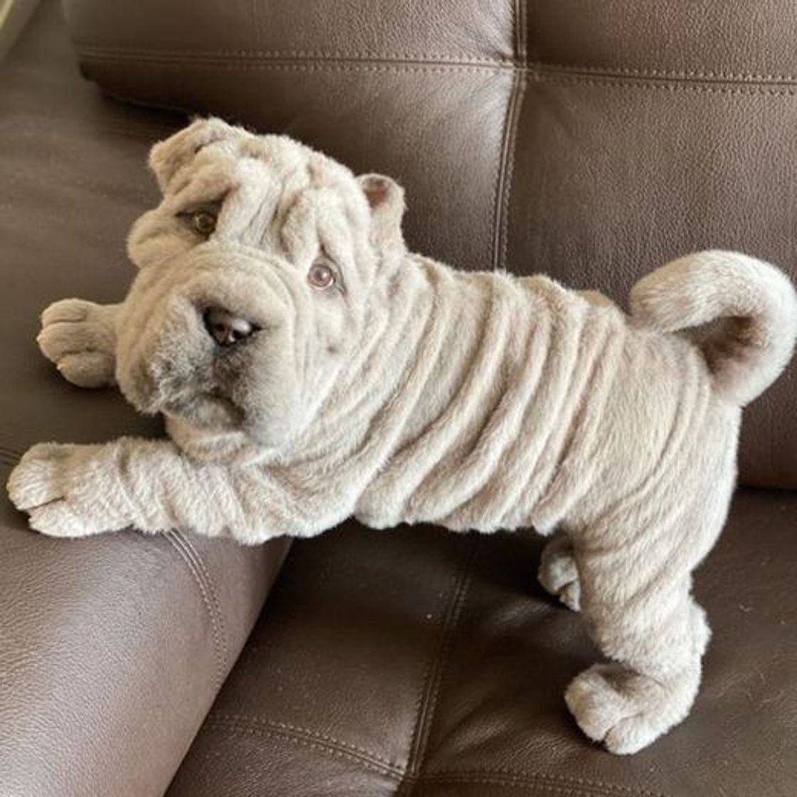 Fashion Shar-pei

