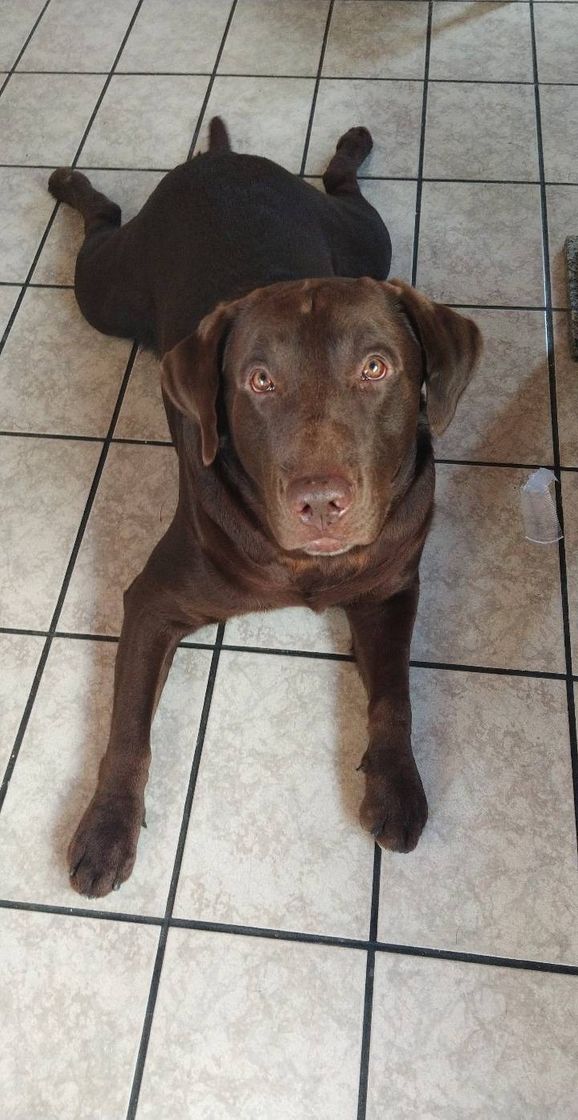 O perfil mais nada a ver do labrador chocolate mais lindo 