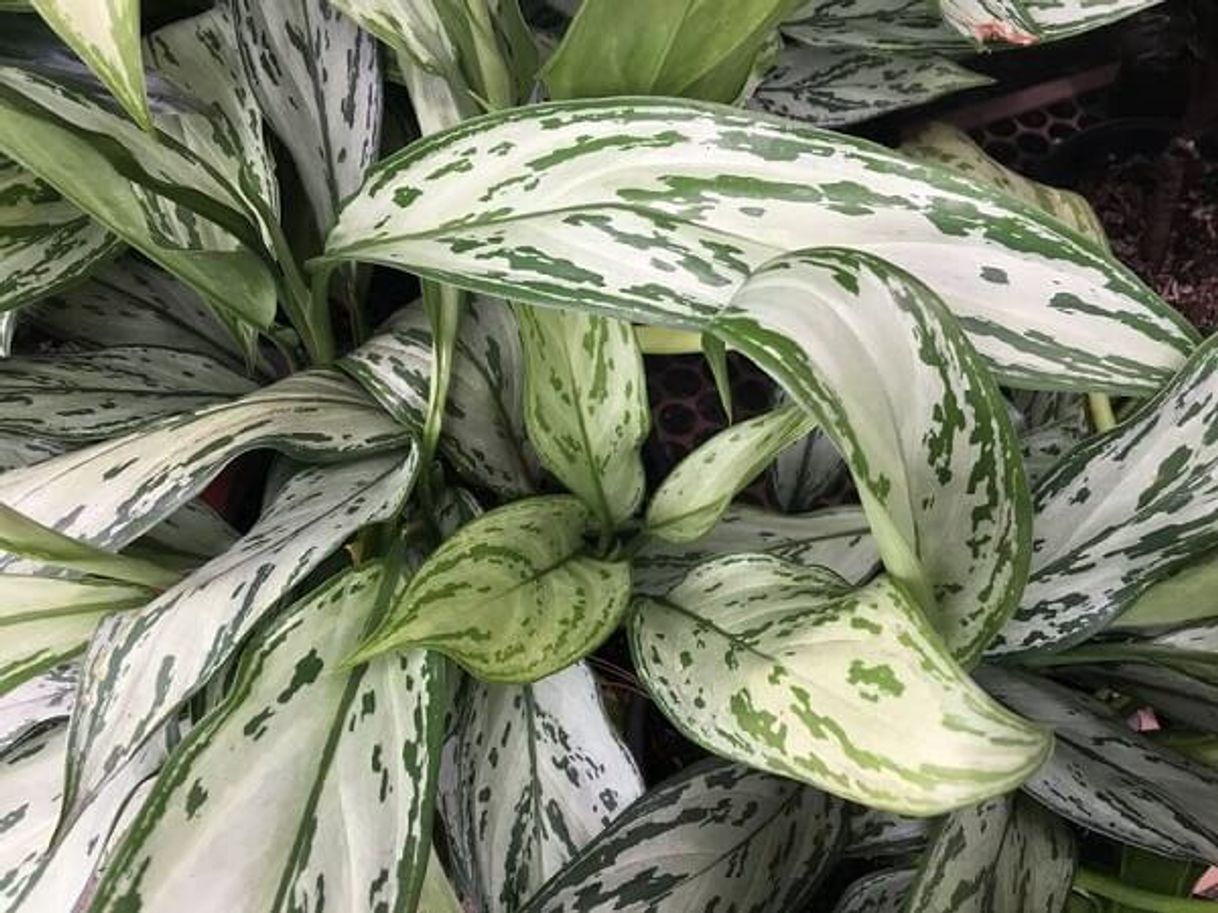 Fashion Aglaonema