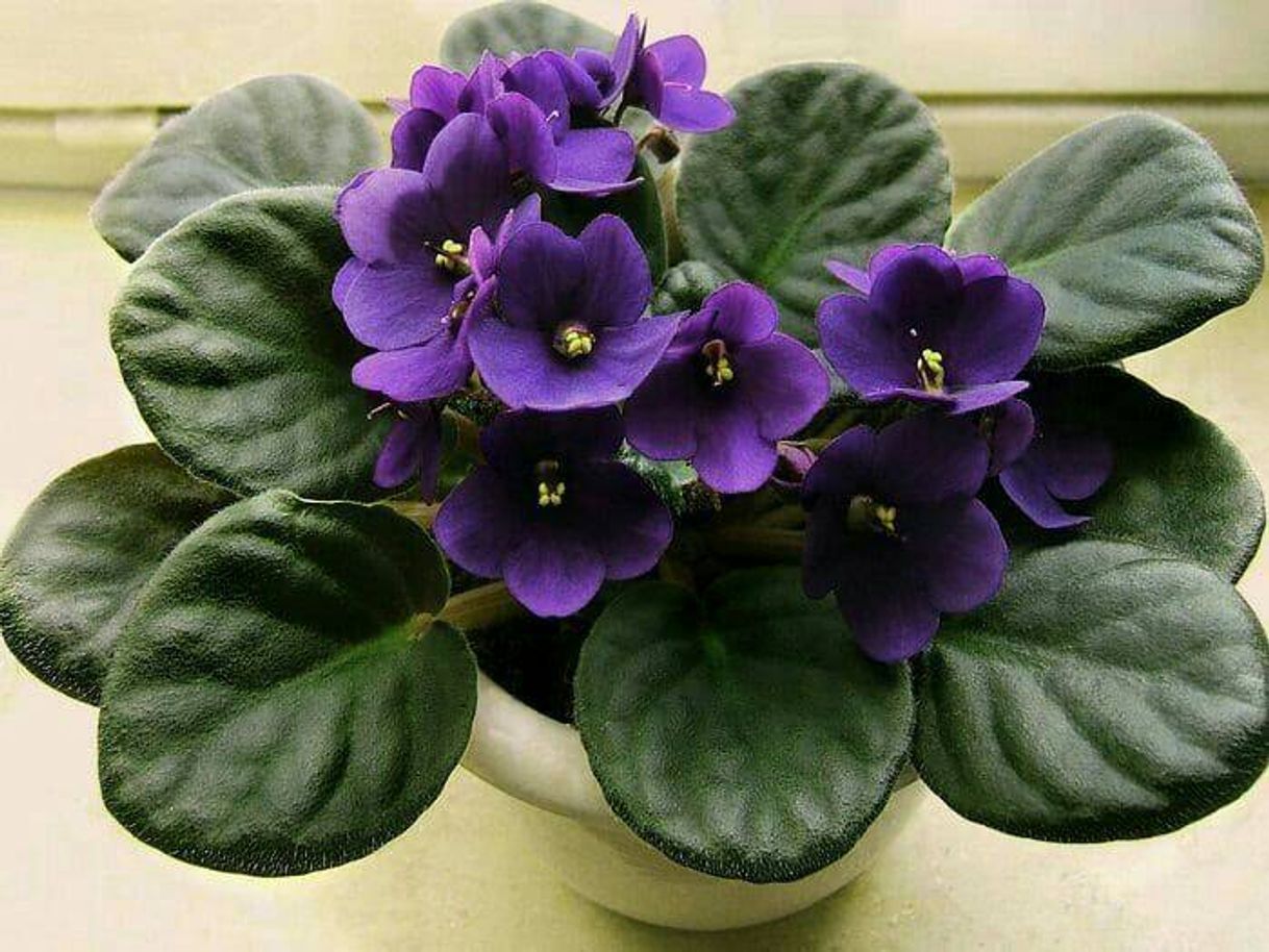Social Plantas ( houseplant)
