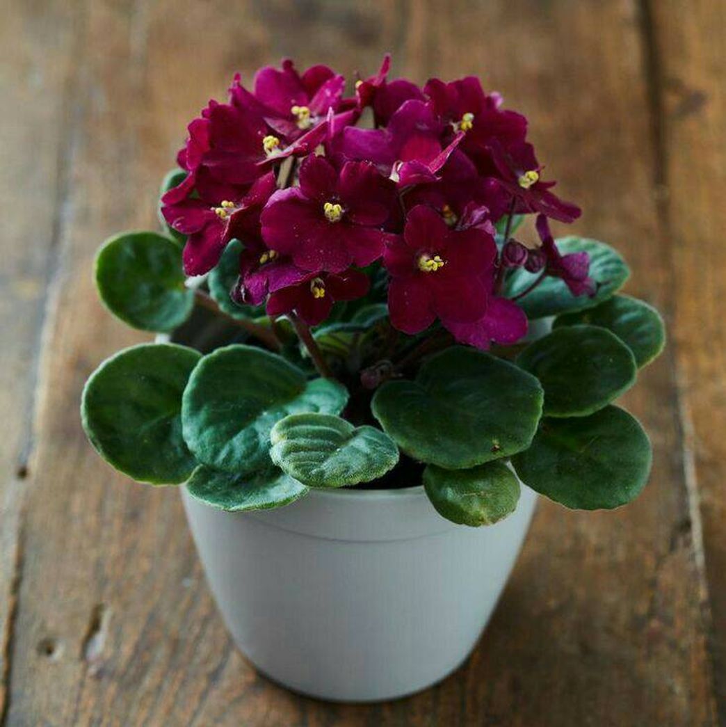 Social Houseplant