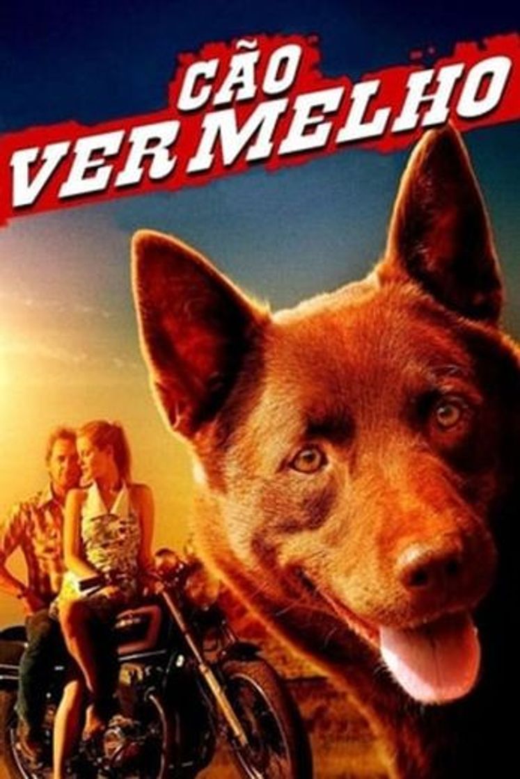 Movie Red Dog, una historia de lealtad