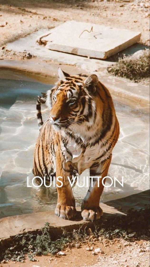 Fashion tiger x louis vuitton 🐅