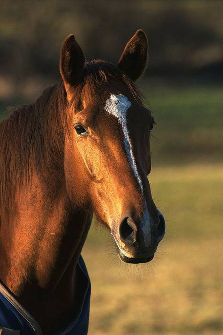 Fashion Cavalo