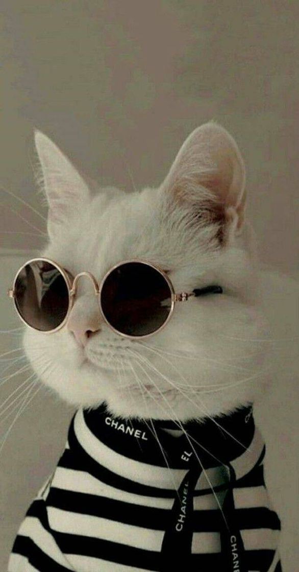 Fashion Gato