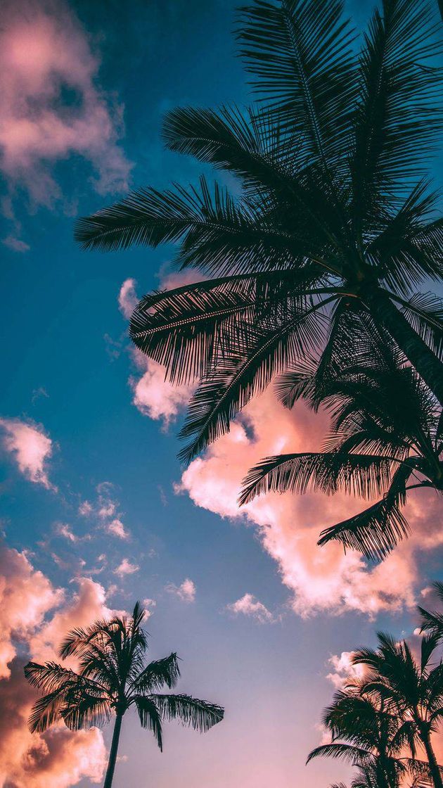 Social 🌴