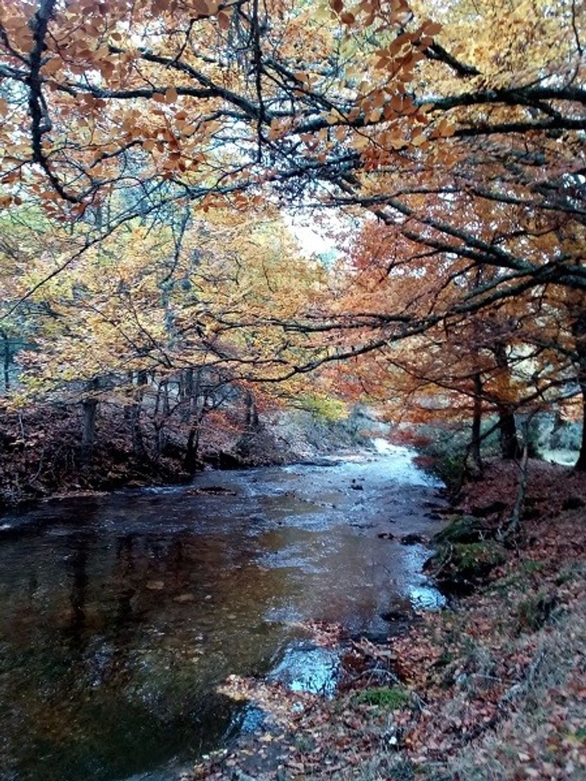 Lugar Hayedo de Montejo de la Sierra