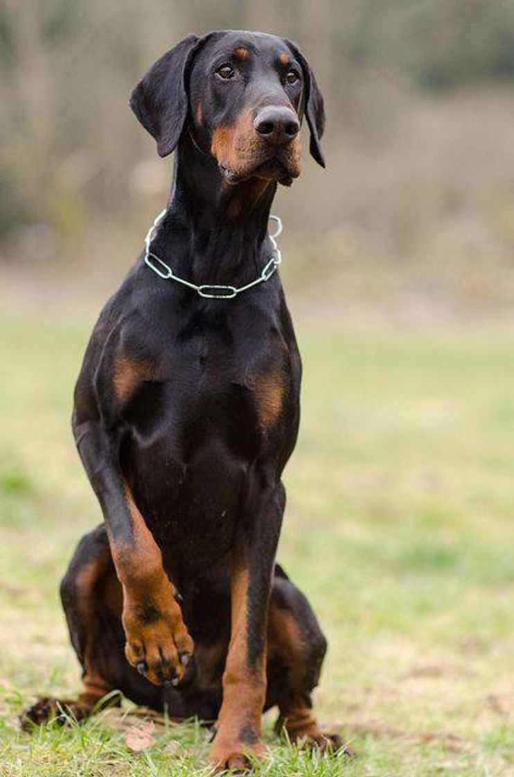 Moda Doberman 😜