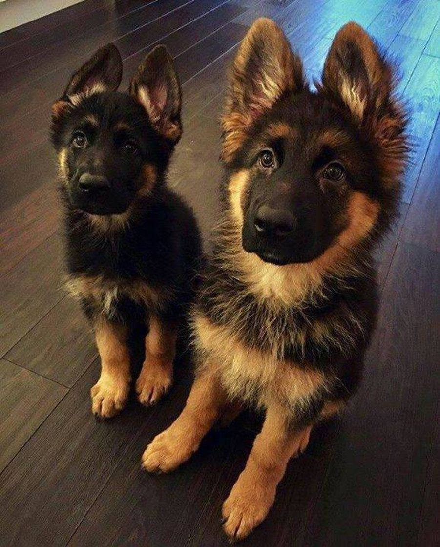 Moda Esses dois fofinhos na sua casa, tirava tempo pra eles ❤❤❤