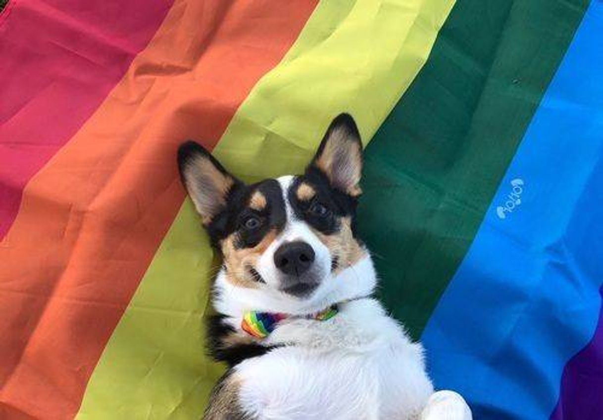 Fashion Cachorro com bandeira lgbt