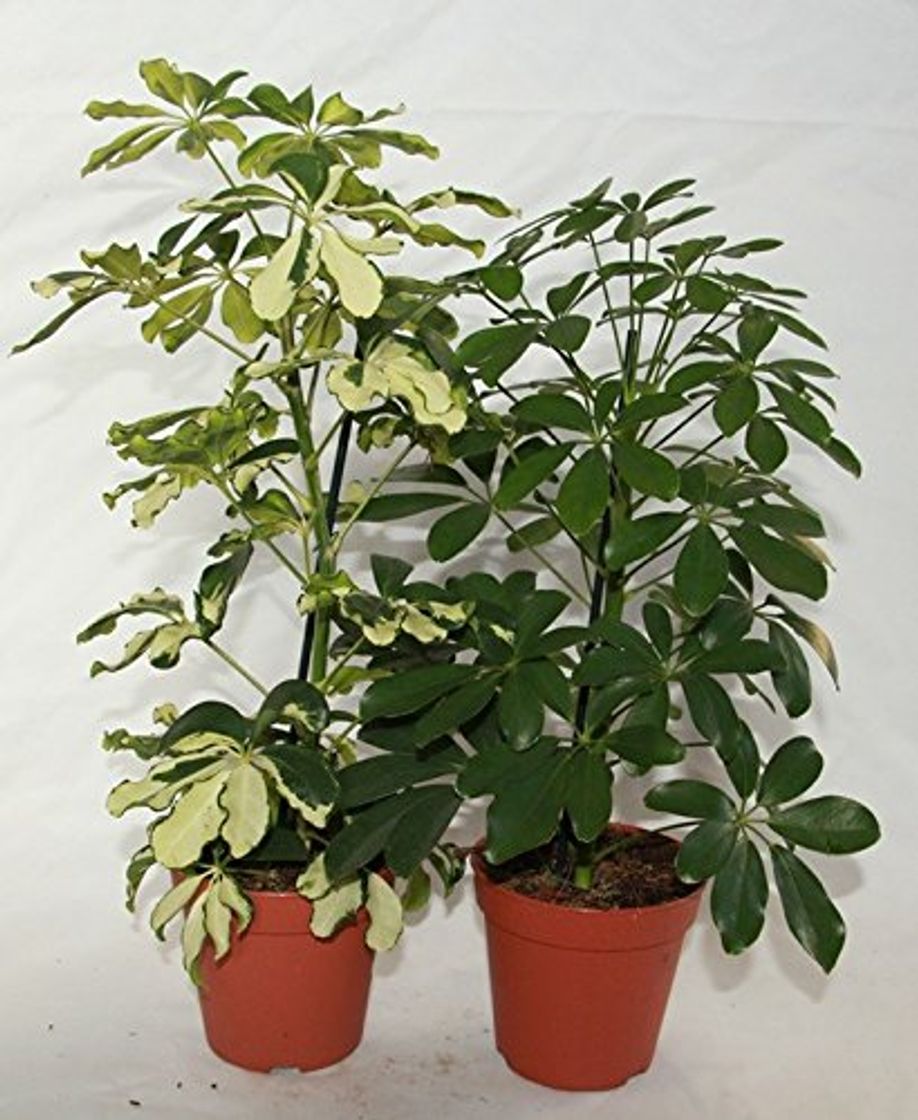 Producto Schefflera o cheflera