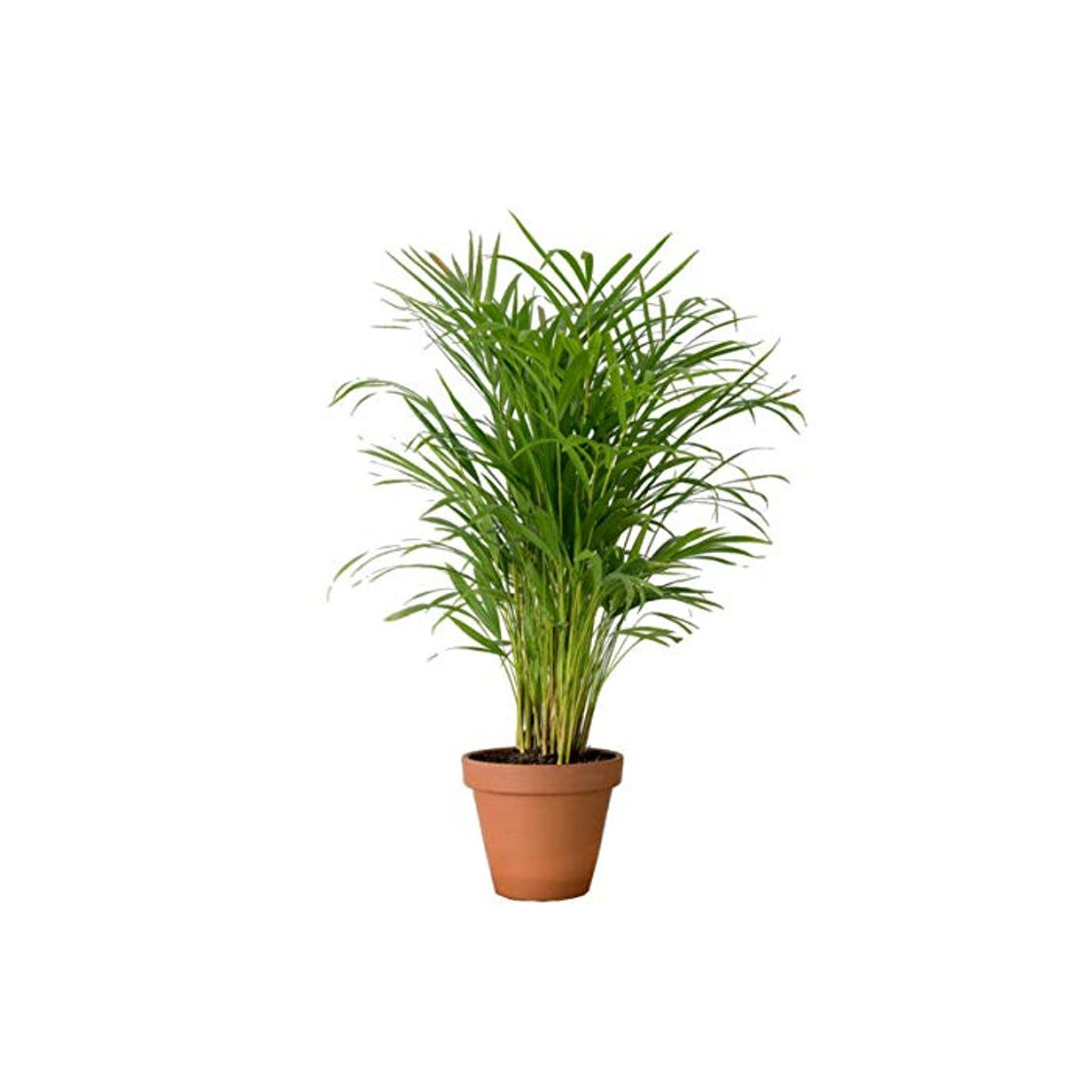 Producto Palmera de Interior Altura 50cm con Maceta de Cerámica Palma Areca Dypsis Lutescens Planta de Interior Natural