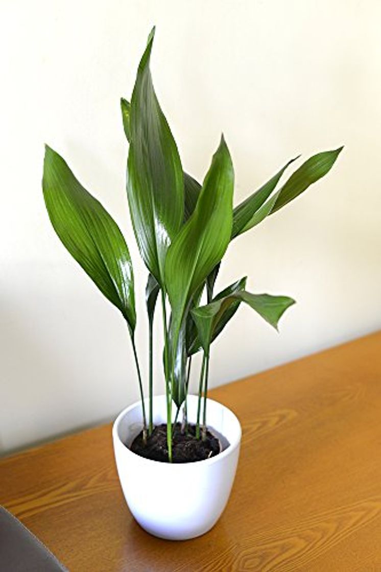 Social Garden Market Place Planta de Interior - Planta para la casa o