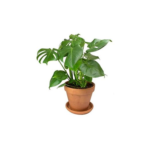 Monstera Deliciosa Planta Natural Costilla de Adán Altura 60cm con Maceta de Cerámica Planta de Interior