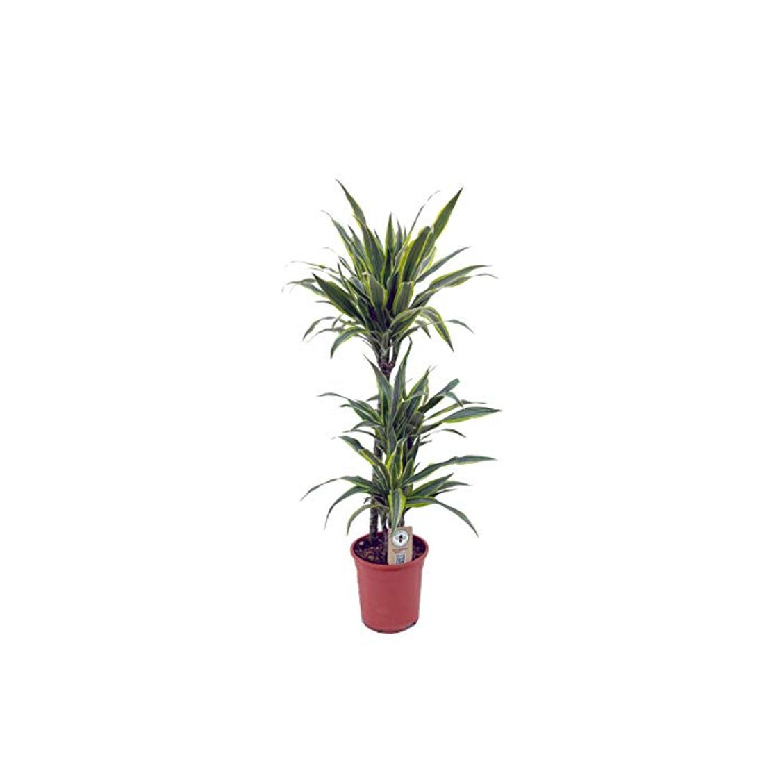 Social Dracaena Lemon Lime - 3 troncos - Altura total aprox. 1m. -