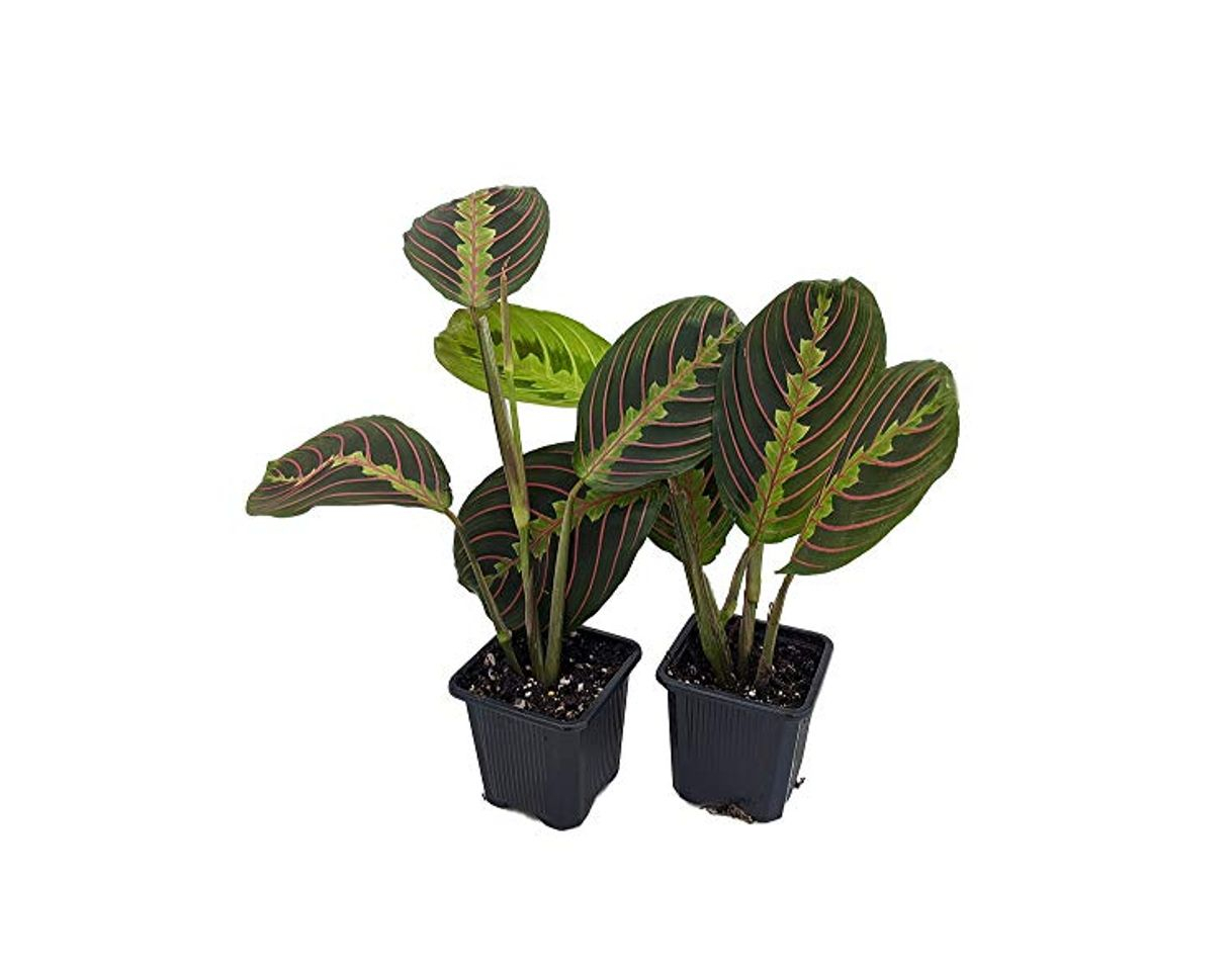 Social Hirt's Red Oración Planta – Paquete de 2 – Maranta – Planta de casa fácil de cultivar – Macetas de 3 pulgadas
