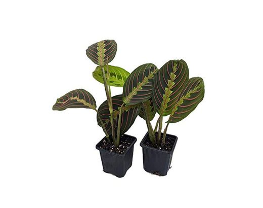 Hirt's Red Oración Planta – Paquete de 2 – Maranta – Planta de casa fácil de cultivar – Macetas de 3 pulgadas