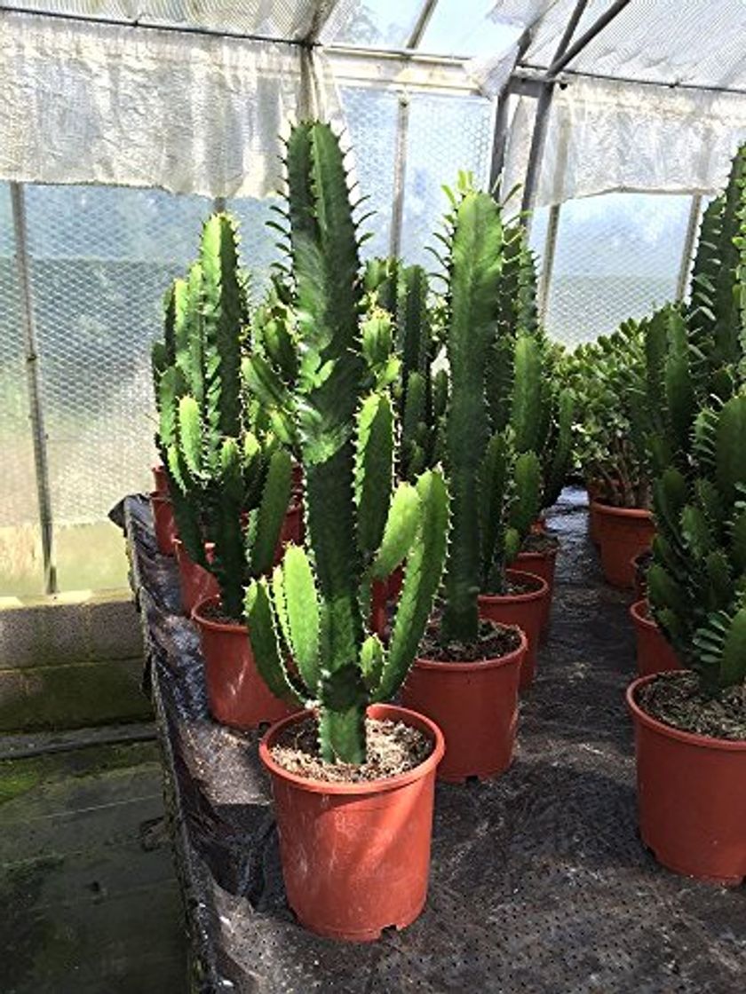 Productos Euphorbia planta de Cactus Acruensis en un crisol de 17cm