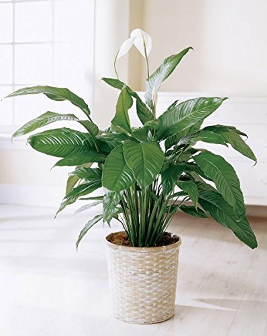 Products Spathiphyllum"Lirio de paz" 50 Semillas