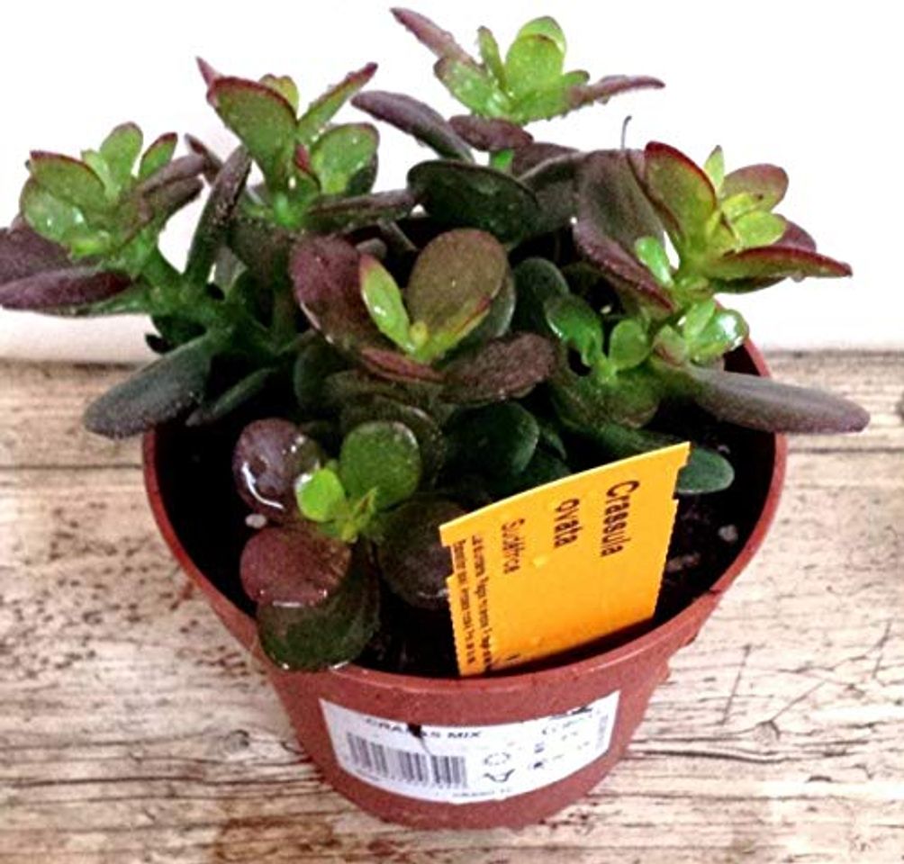 Social Planta de Jade Crassula Ovata PORTES GRATIS