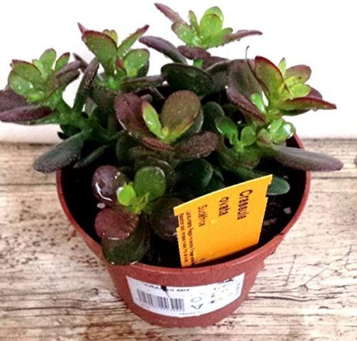 Planta de Jade Crassula Ovata PORTES GRATIS