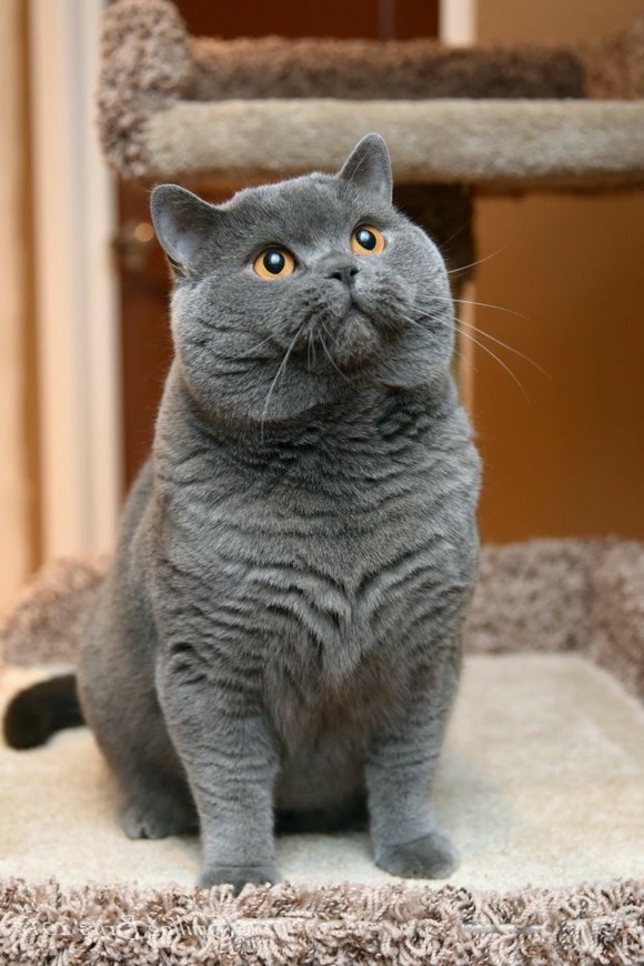 Fashion British shorthair 🤍