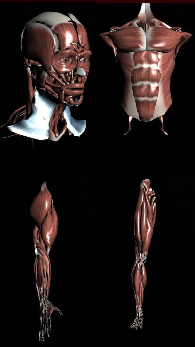 Moda Muscular System 3D (anatomy) - Apps on Google Play