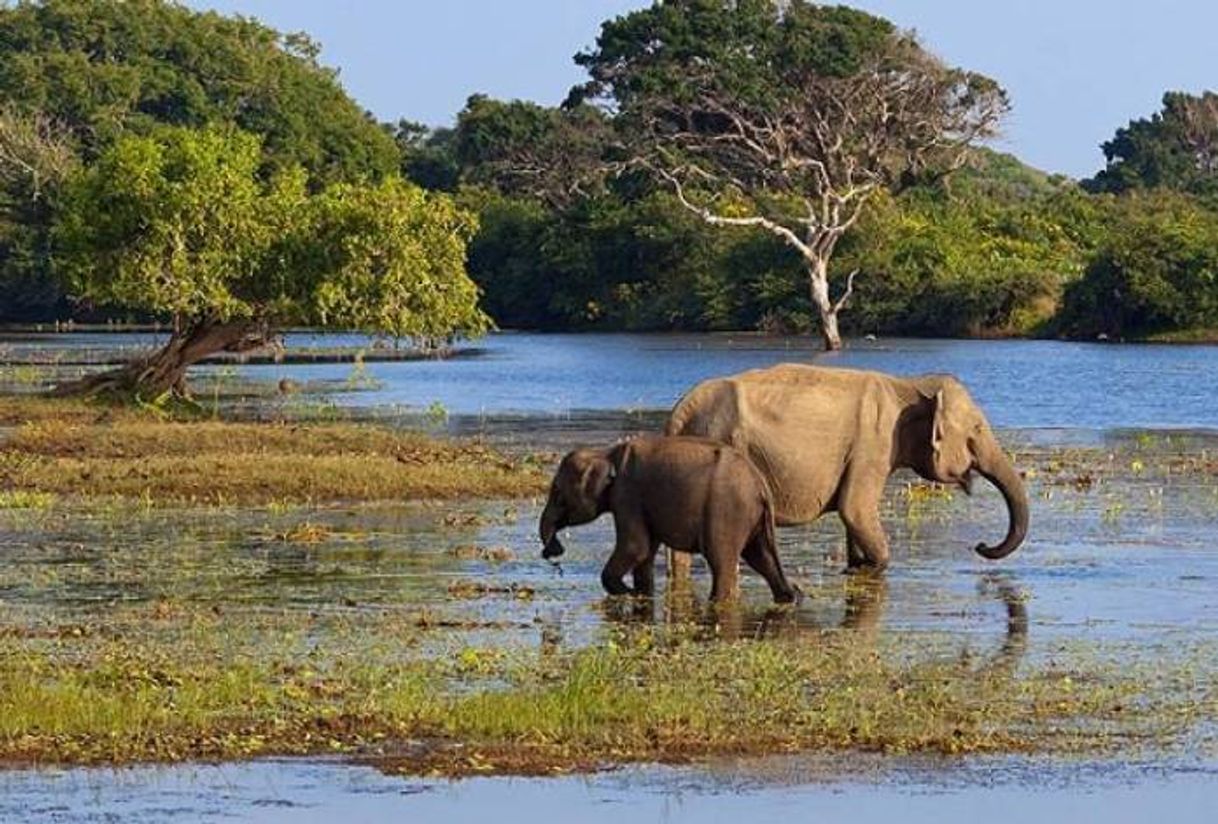 Lugares Yala National Park Sri Lanka