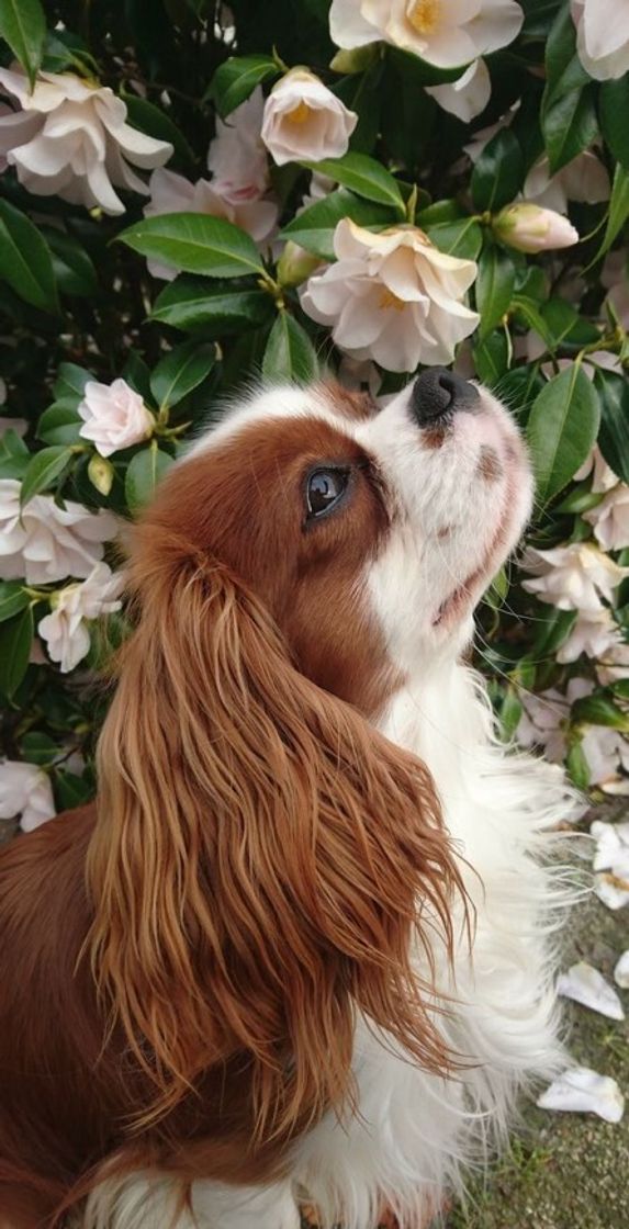 Fashion Cavalier king charles spaniel