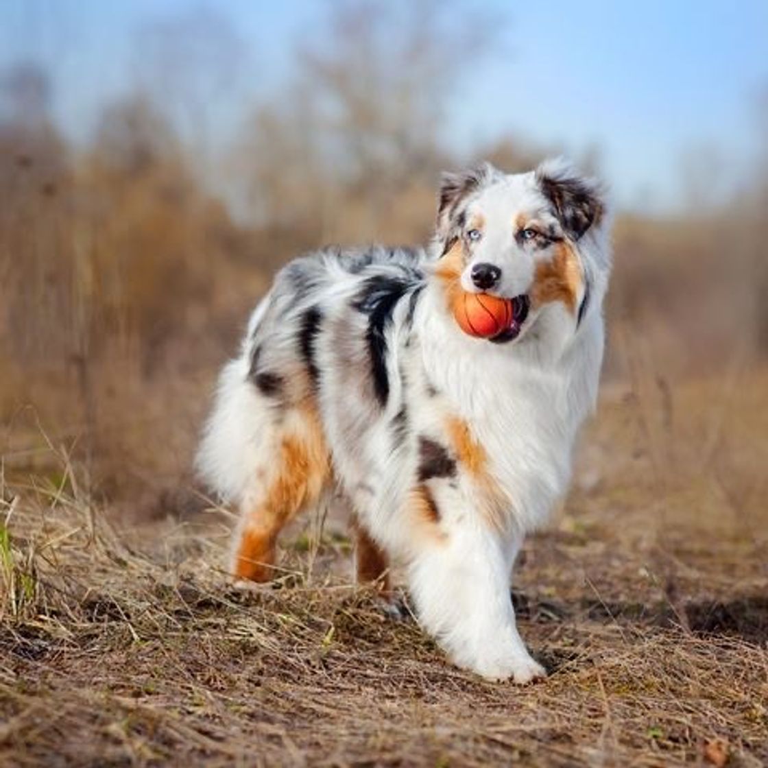 Moda Australian Shepherd