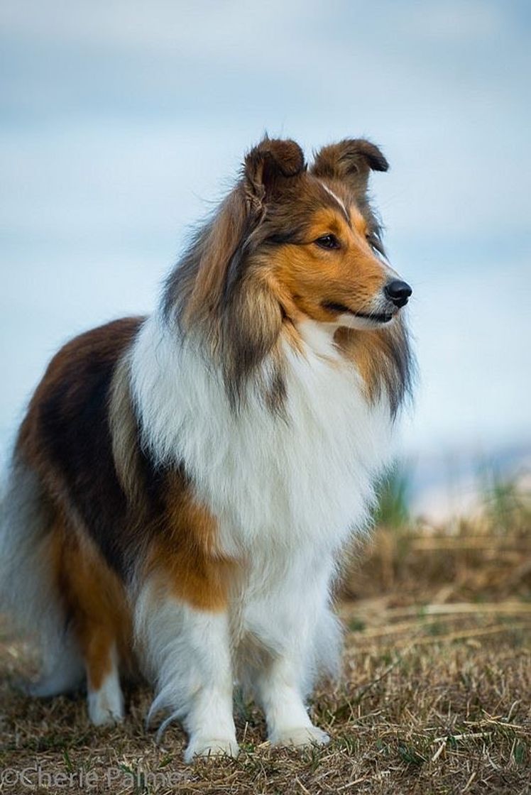 Moda Pastor de Shetland ou Sheltie