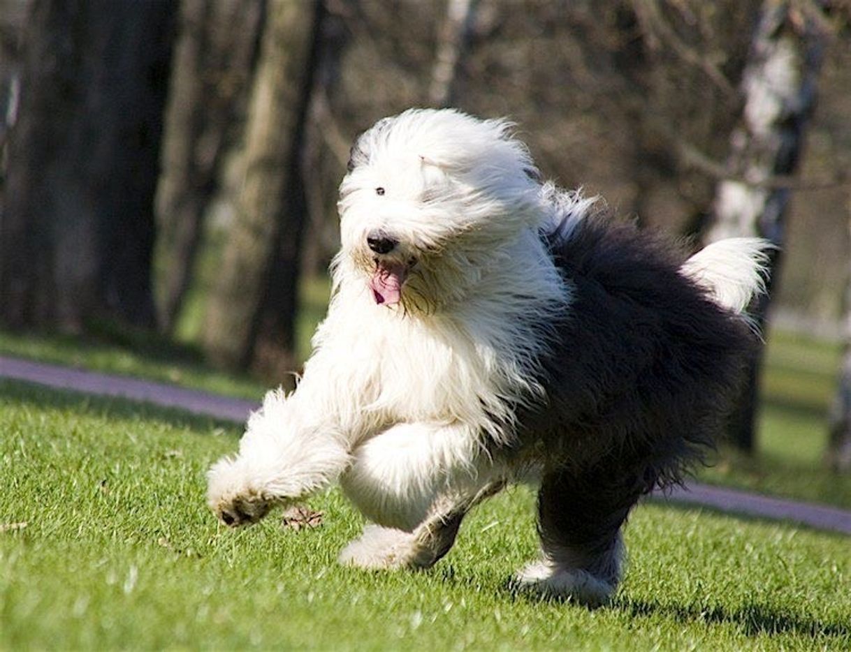 Fashion Old English Sheepdog