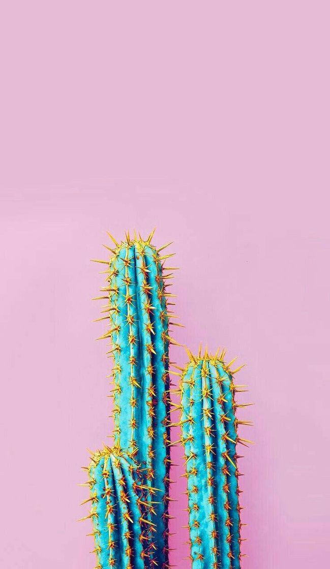App CACTOS 🌵