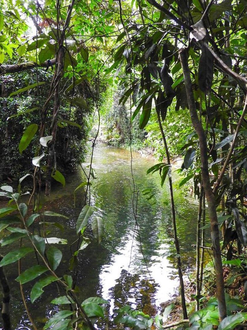 Fashion Amazônia 