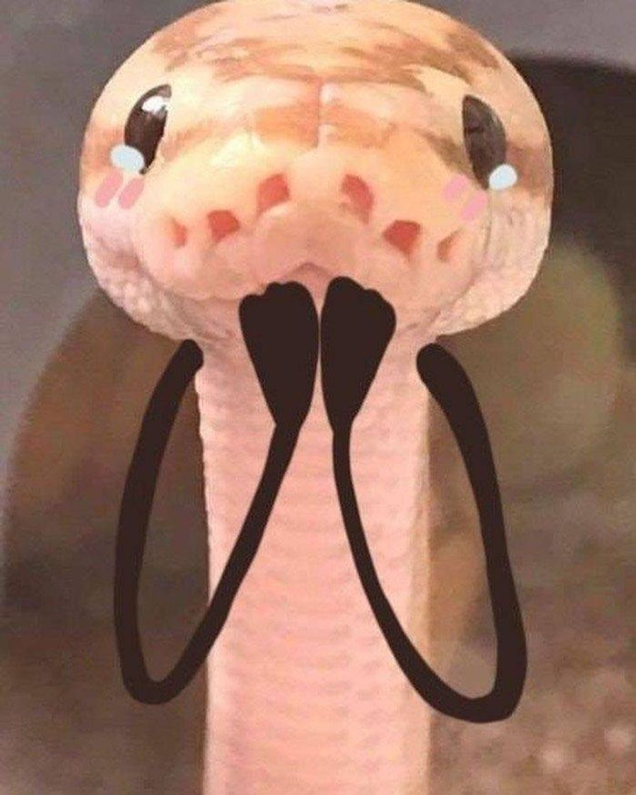 Moda Essa é a cobra mais fofa que eu já vi🐍