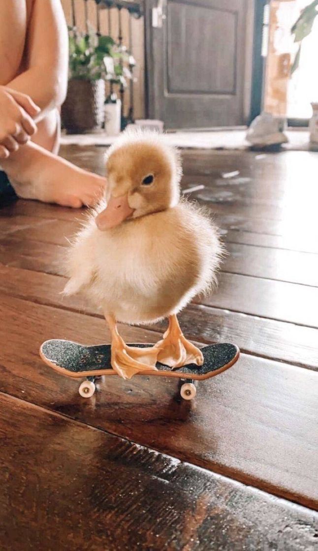 Fashion Pato skatista 🦆💕