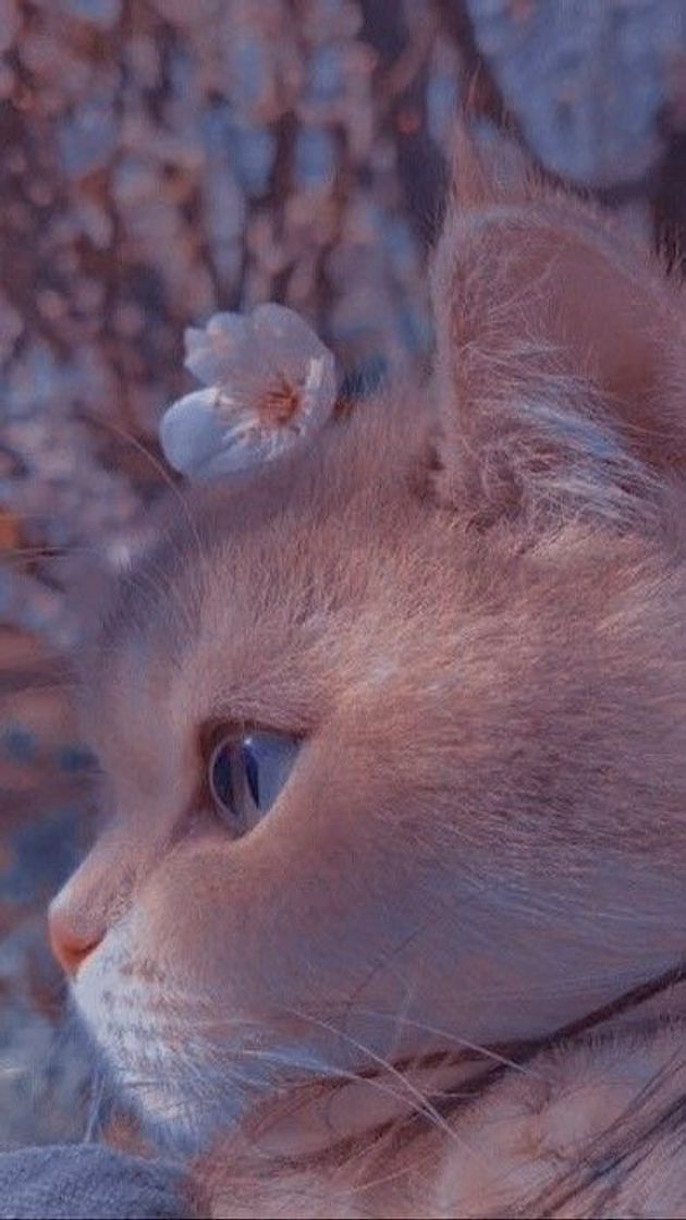 Fashion cute cat wallpaper 🐱♥️