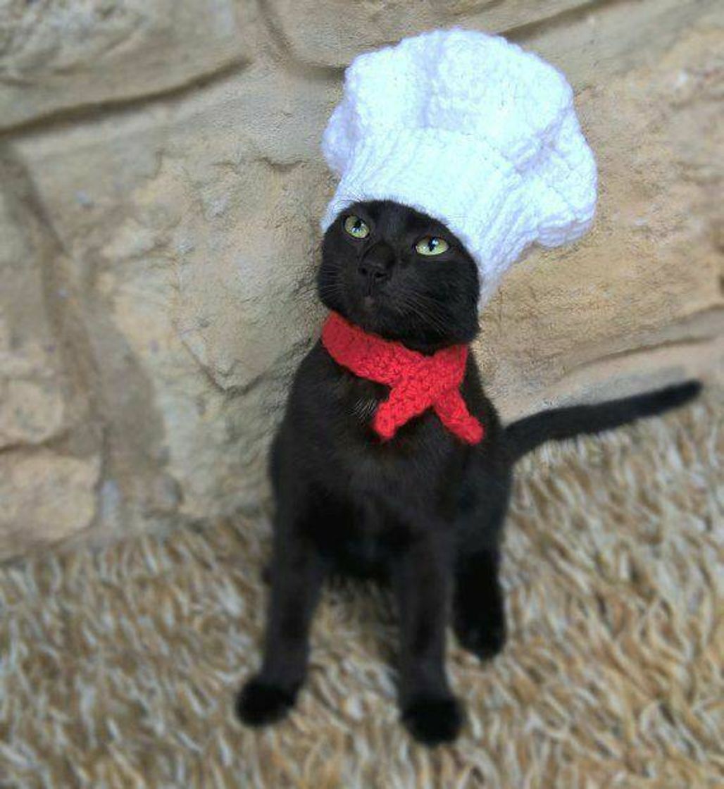 Moda Gatinho de cozinheiro 