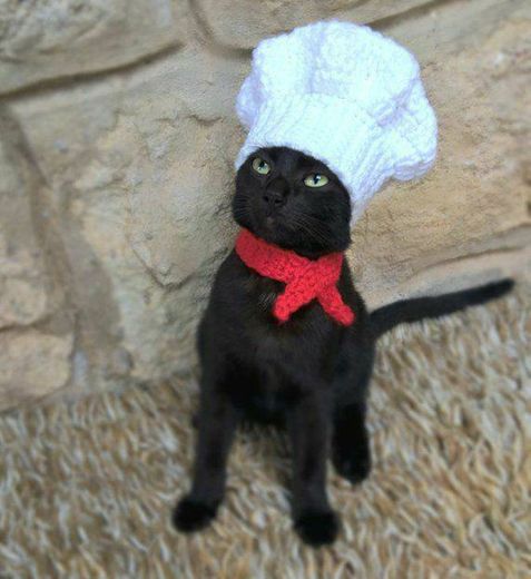 Gatinho de cozinheiro 